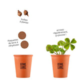Kit de plantation intérieur trèfle à 4 feuilles porte bonheur - Livraison Offerte